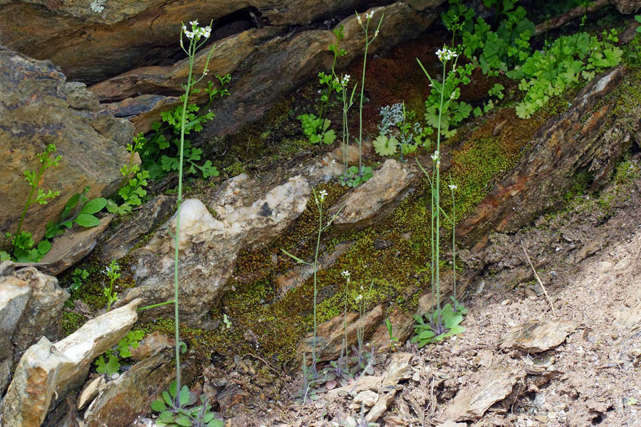 Arabidopsis thaliana / Arabetta comune